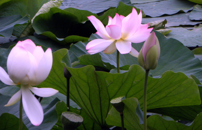 Lotusi egipteni (nelumbo nucifera) pe lacul Tonola; Foto: Romulus Cristea